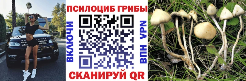 Купить  Болхов  Псилоцибиновые грибы Psilocybine cubensis 